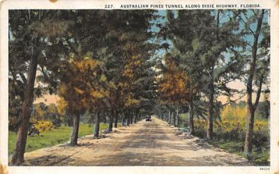 Australian Pines Tunnel Along Dixie Highway, FL, USA Misc, Florida Postcard