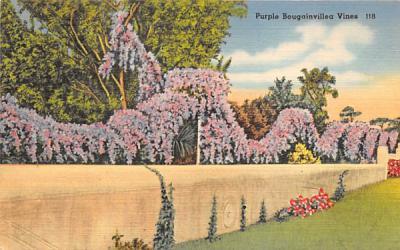 Purple Bougainvillea Vines Misc, Florida Postcard
