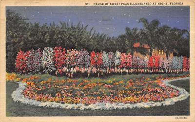 Hedge of Sweet Peas Illuminated at Night Misc, Florida Postcard