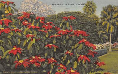 Poinsettias in Bloom, FL, USA Misc, Florida Postcard