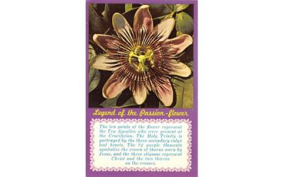 Legend of the Passion - flower Misc, Florida Postcard