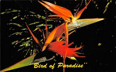 Bird of Paradise Misc, Florida Postcard