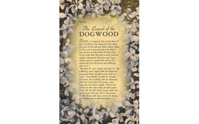 The Legend of the Dogwood Misc, Florida Postcard