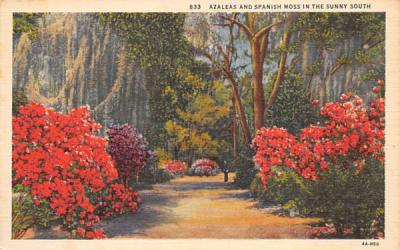 Azaleas and Spanish Moss in the Sunny South Misc, Florida Postcard