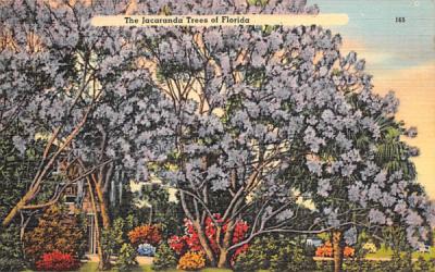 The Jacaranda Trees in FL, USA Misc, Florida Postcard