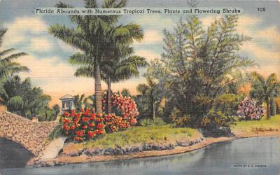 Flordia Abounds with Numerous Tropical Trees Misc, Florida Postcard