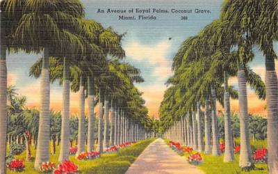An Avenue of Royal Palms, Coconut Grove Miami, Florida Postcard