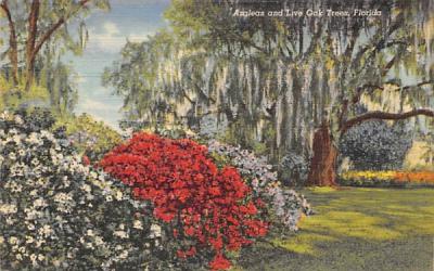 Azaleas and Live Oak Trees Misc, Florida Postcard