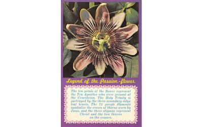 Legen of the Passion - flower Misc, Florida Postcard