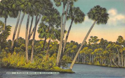 A Florida Bayou and Majestic Palms Postcard