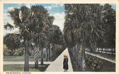 Palm Avenue, FL, USA Misc, Florida Postcard