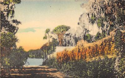 The Flame Vine, One of Florida's Winter Feature Postcard