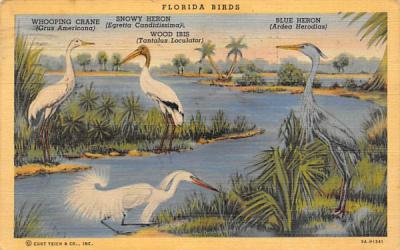 Florida Birds Postcard