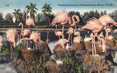 Nesting Flamingos at Hialeah Park Miami, Florida Postcard