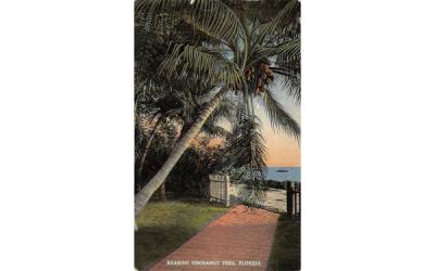 Bearing Cocoanut Tree Misc, Florida Postcard