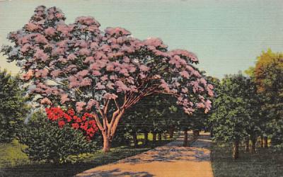 Jacaranda Tree is Full Bloom Misc, Florida Postcard