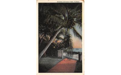 Bearing Cocoanut Tree Misc, Florida Postcard