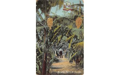Banana Farm in Florida, USA Postcard