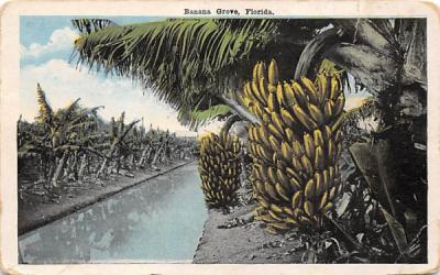 Banana Grove Misc, Florida Postcard
