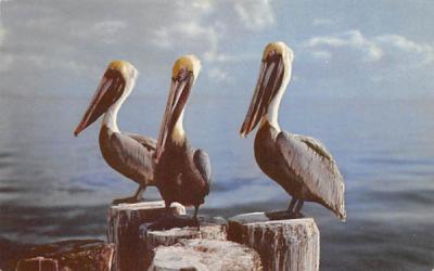 Pelicans in Tropical Florida, USA Postcard