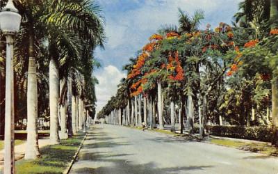 Royal Palms and Poinciana Tree Misc, Florida Postcard