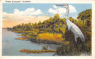 Some Scenery, Florida, USA Postcard