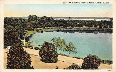 An Orange Grove Among Florida Lakes Postcard