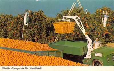 Florida Oranges by the Truckloads Postcard