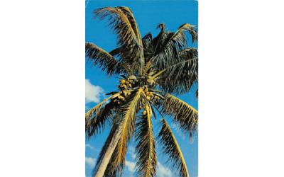Coconut Palm Tree Misc, Florida Postcard