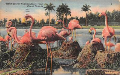 Flamingoes at Hialeah Race Track Miami, Florida Postcard