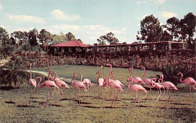 Graceful Flamingos in Beautiful Parrot Jungle Miami, Florida Postcard
