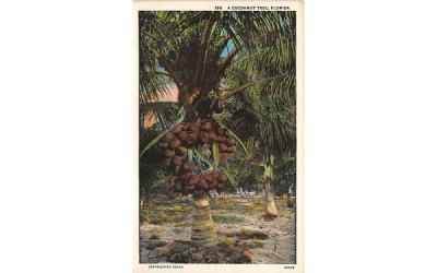 A Cocoanut Tree Misc, Florida Postcard