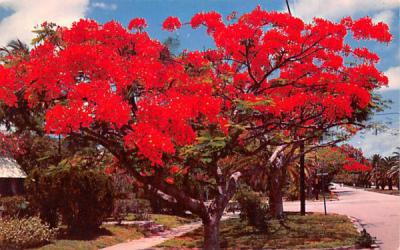 Royal Poinciana Trees in Florida, USA Postcard
