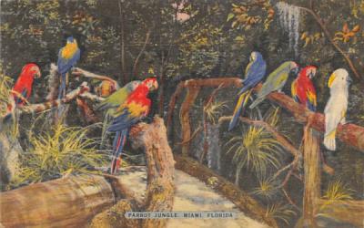 Parrot Jungle Miami, Florida Postcard