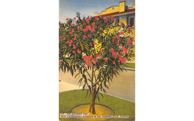 Blossoms in the Sunshine State, FL, USA Misc, Florida Postcard
