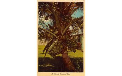 A Florida Cocoanut Tree Postcard