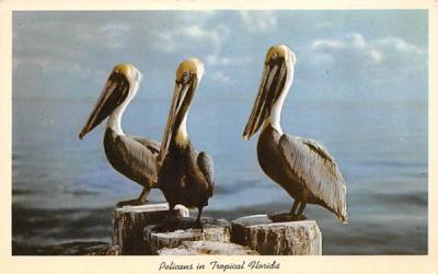 Pelicans in Tropical Florida, USA Postcard