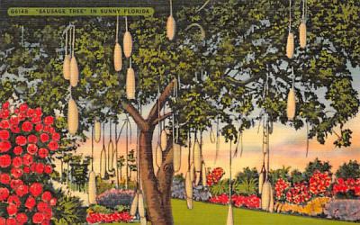 Sausage Tree in Sunny FL, USA Misc, Florida Postcard