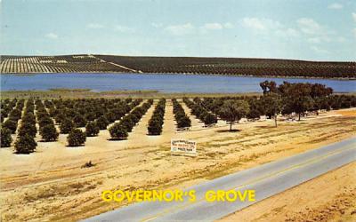 Governor's Grove Misc, Florida Postcard
