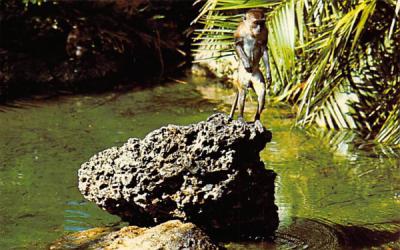 Tropical swimming pool at Monkey Jungle Miami, Florida Postcard