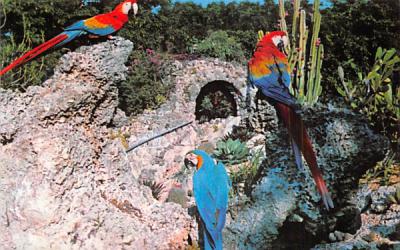 Macaws talk things over between shows at Parrot Jungle Miami, Florida Postcard