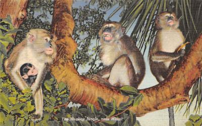 The Monkey Jungle Misc, Florida Postcard
