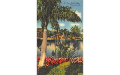 Lone Royal Palm Miami, Florida Postcard