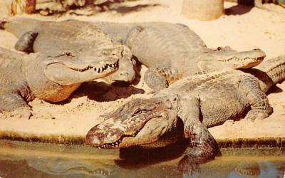 Alligators in Florida, USA Postcard
