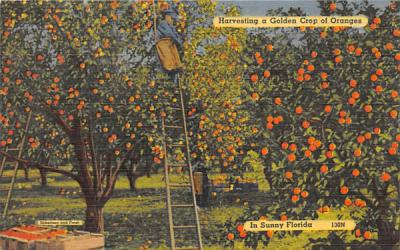 Harvesting a Golden Crop of Oranges Misc, Florida Postcard