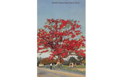 Florida's Famous Kapok Tree in Bloom Postcard