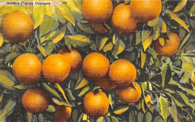 Golden Florida Oranges Postcard