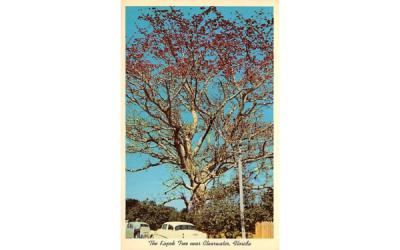 The Kapok Tree  Misc, Florida Postcard
