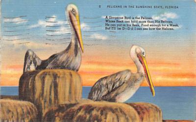 Pelicans in the Sunshine State, FL, USA Misc, Florida Postcard