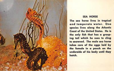 Sea Horse Misc, Florida Postcard